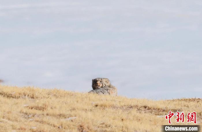 圖為回頭張望的兔猻?！±?攝