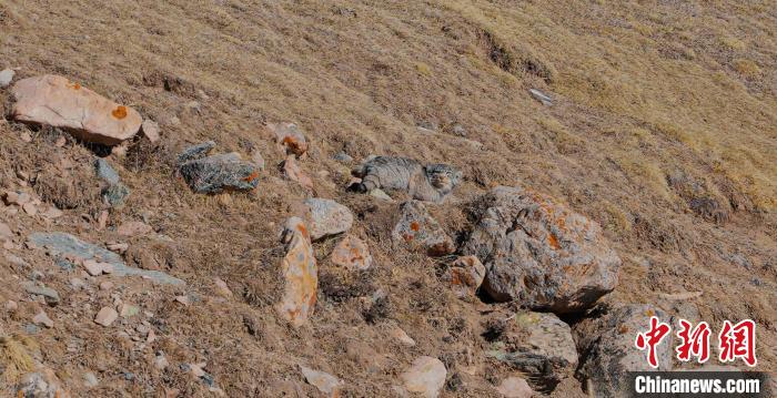 圖為兔猻?！±?攝