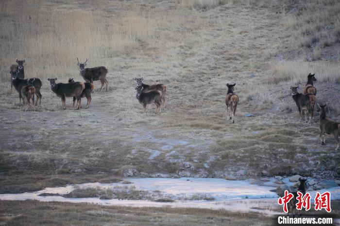 圖為都蘭縣境內(nèi)的野生動物?！±?攝