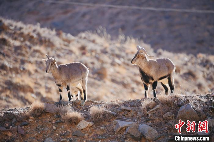 圖為都蘭縣境內(nèi)的野生動物。　拉毛杰 攝