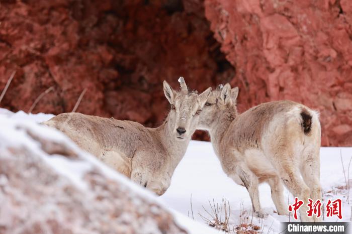 圖為在雪中悠然自得的巖羊?！“兹斩〔冀?攝