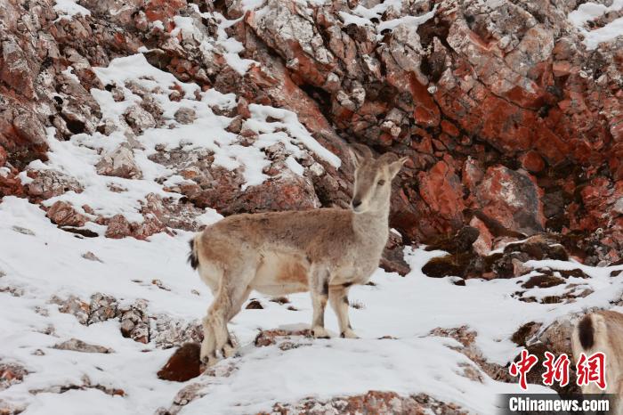 圖為在雪中悠然自得的巖羊?！“兹斩〔冀?攝
