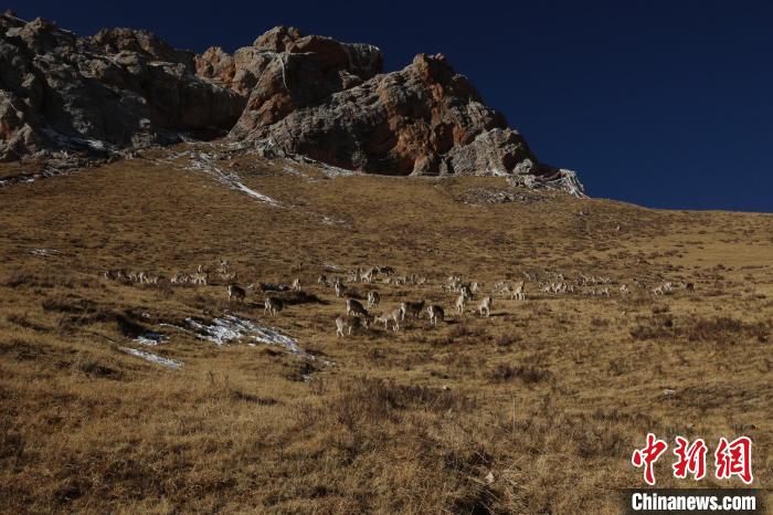 圖為巖羊群?！“兹斩〔冀?攝