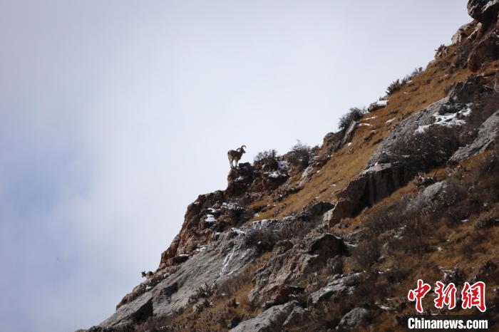 圖為在山崖上站立的巖羊。　白日丁布江才 攝