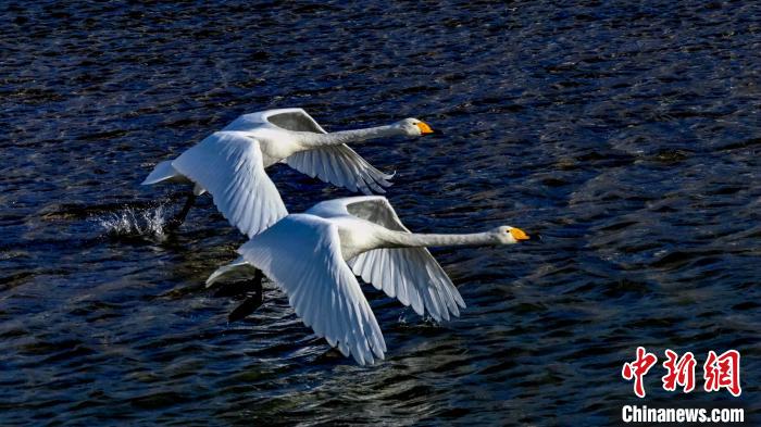 圖為兩只大天鵝。　嚴桉 攝