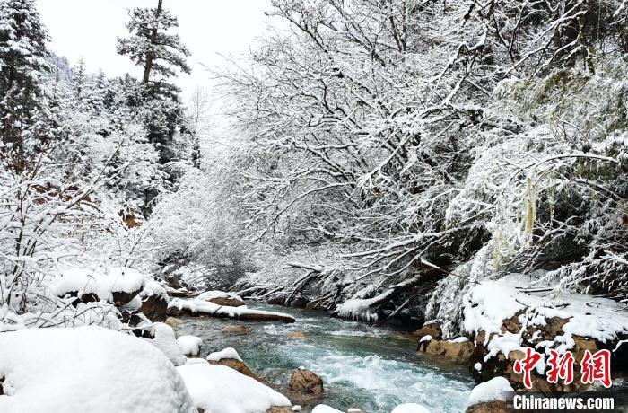 大熊貓國(guó)家公園王朗片區(qū)春雪如畫(huà)，宛若仙境?！×_春平 攝