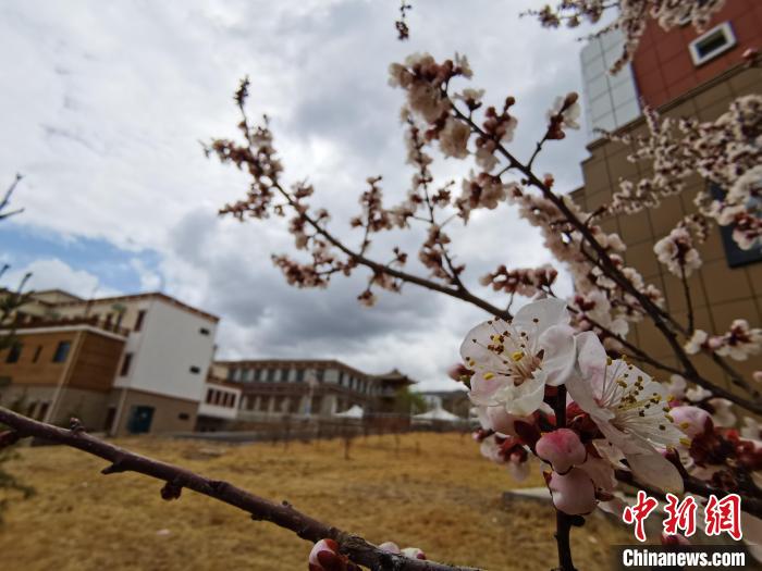 青海：初春遇降雪，百里不同“風(fēng)”