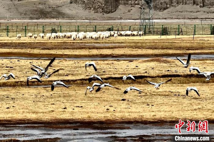 圖為斑頭雁在羊群邊飛翔。　包雷 攝