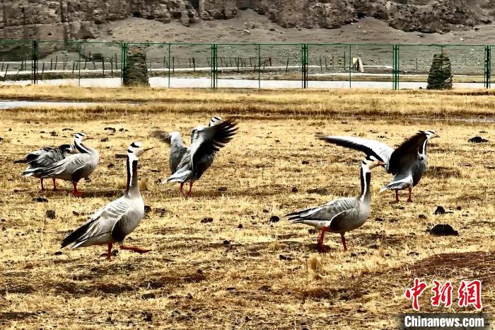 圖為斑頭雁?！“?攝