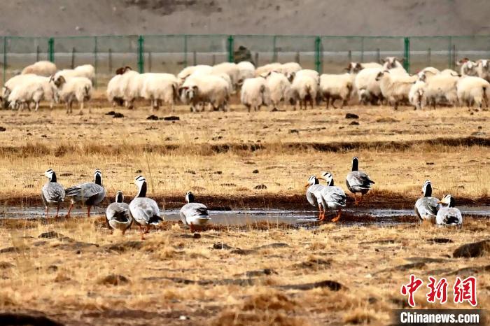 圖為羊群邊的成群斑頭雁。　包雷 攝