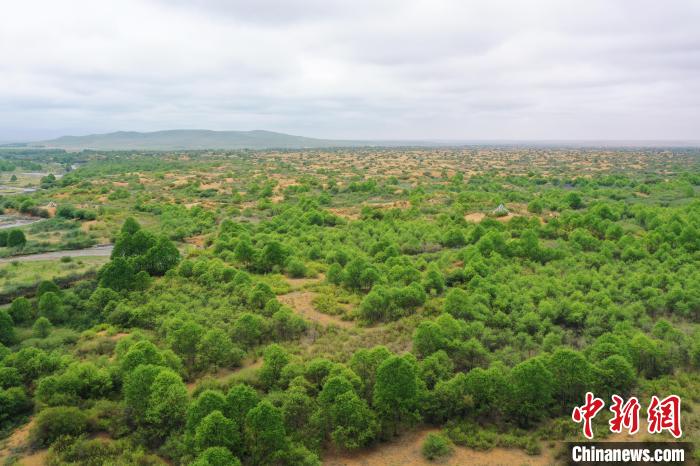 資料圖為航拍黃沙頭防沙治沙區(qū)植被?！∑钤鲚?攝