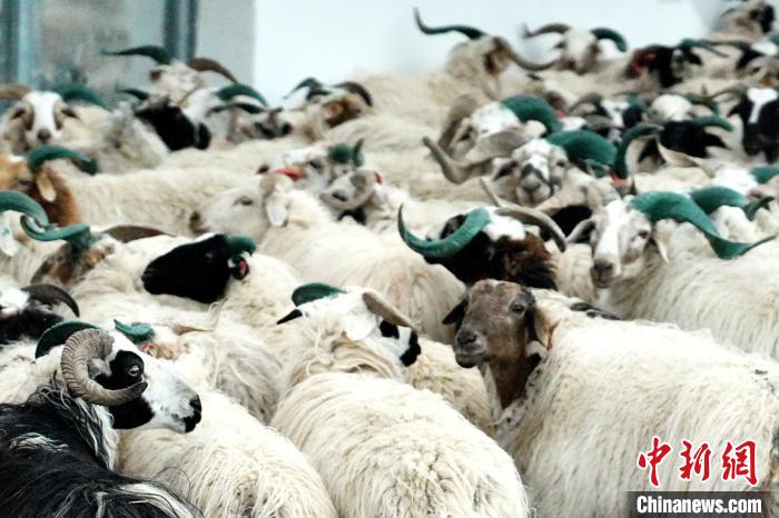 圖為被評為國家農(nóng)產(chǎn)品地理標(biāo)志保護(hù)產(chǎn)品的剛察藏羊進(jìn)場入圈。　蔡志睿 攝