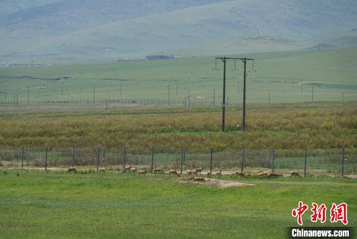 圖為成群普氏原羚在草場上愜意覓食，悠閑自在。　馬銘言 攝