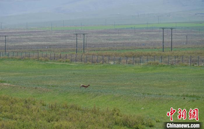 圖為一只普氏原羚在草場上奔跑?！●R銘言 攝