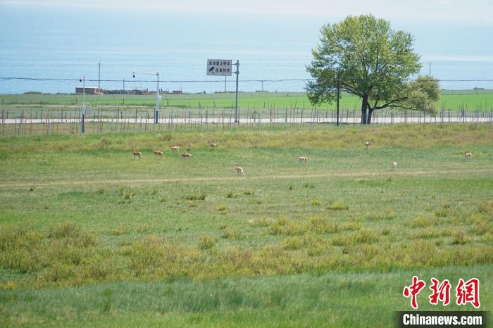圖為成群普氏原羚在草場上愜意覓食，悠閑自在?！●R銘言 攝