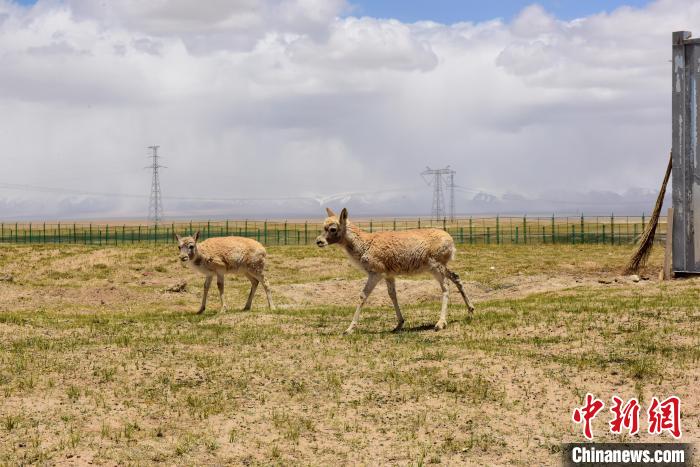 圖為可可西里國家級自然保護區(qū)內(nèi)的藏羚羊。　張虎魁 攝