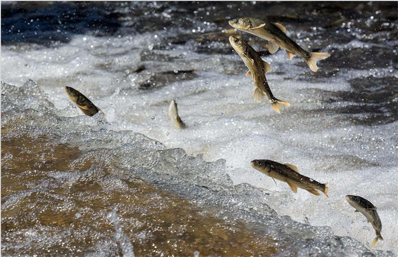 湟魚(yú)洄游。才旦桑吾攝