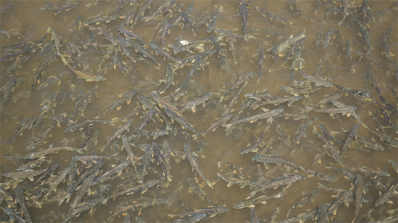 青海湖裸鯉。