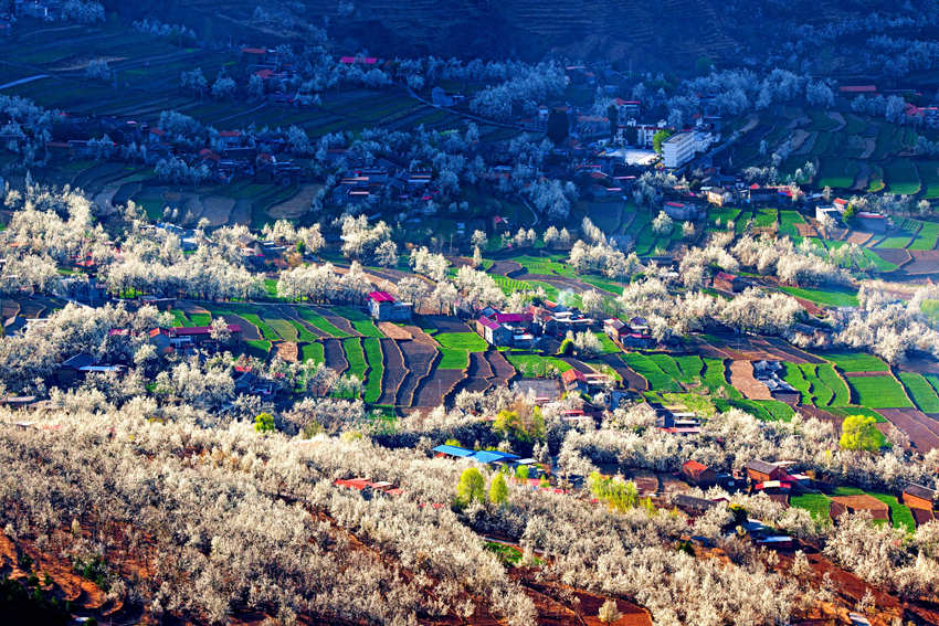 大金川上看梨花，梨云悠悠，滿山遍野潔白一片。金川縣供圖
