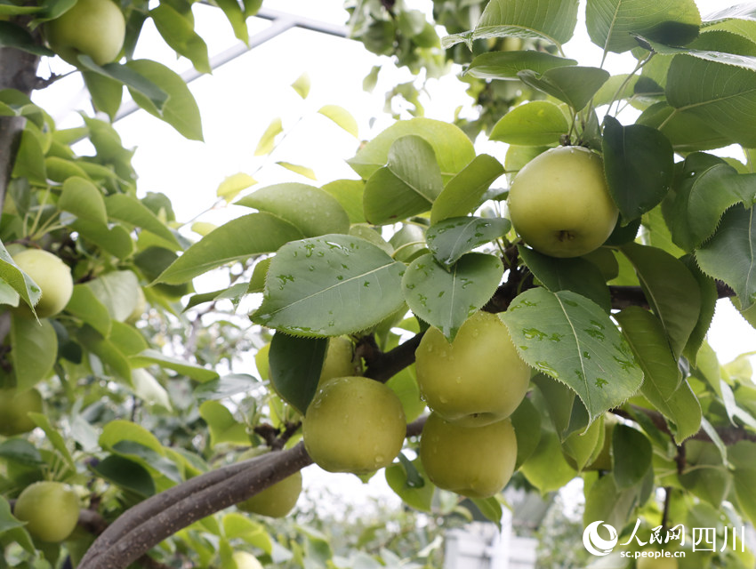 即將上市的雪梨“翠冠”。勾璇攝