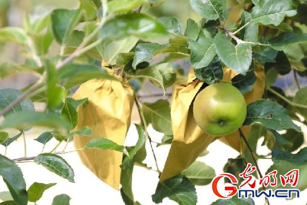 我們的家園｜小蘋果帶動(dòng)大產(chǎn)業(yè)，帶你看看這座阿壩州小村的鄉(xiāng)村振興新模式