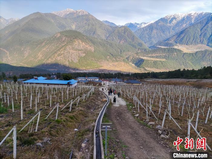 西藏林芝下察隅鎮(zhèn)的獼猴桃種植園?！〗w波 攝