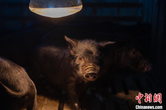 圖為藏豬被稱為“高原之珍”，以口感佳、營養(yǎng)價值高而聞名?！『闻罾?攝