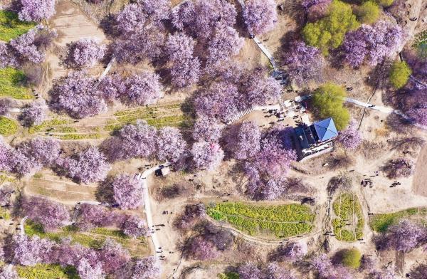 世外桃源！一組圖告訴你，西藏林芝桃花能有多美