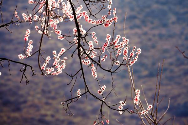 世外桃源！一組圖告訴你，西藏林芝桃花能有多美