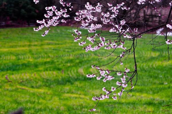 世外桃源！一組圖告訴你，西藏林芝桃花能有多美