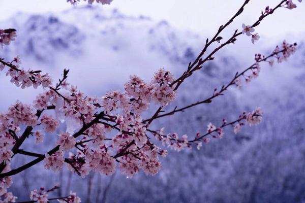 世外桃源！一組圖告訴你，西藏林芝桃花能有多美