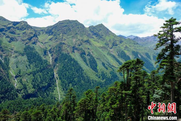 圖為西藏玉麥鄉(xiāng)森林資源。(資料圖) 江飛波 攝