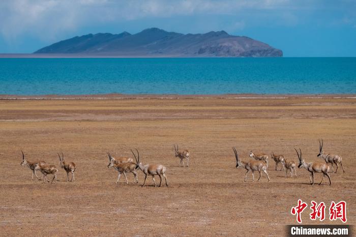 圖為西藏第一大湖色林錯(cuò)湖畔的藏羚羊群休閑覓食?！〗w波 攝