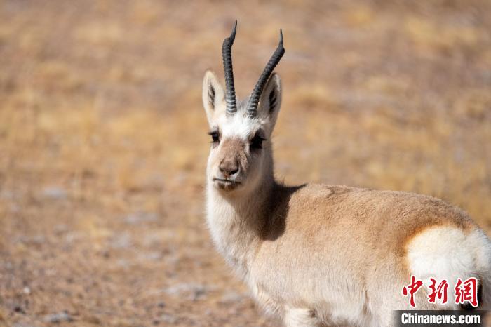 圖為西藏藏原羚，藏原羚是青藏高原特有種，也被稱為西藏黃羊?！〗w波 攝