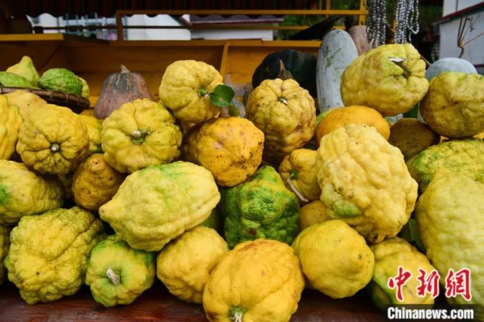 墨脫大檸檬，學(xué)名香櫞，和檸檬均為蕓香科植物。(<a target='_blank' href='/'><p  align=