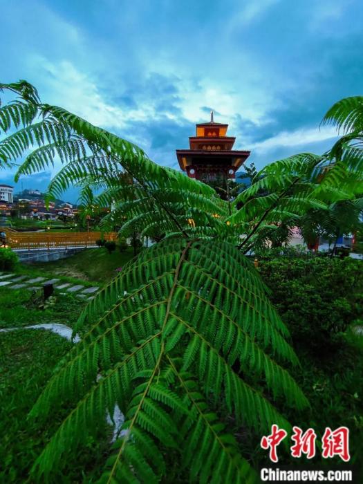 墨脫縣城公園里的桫欏。