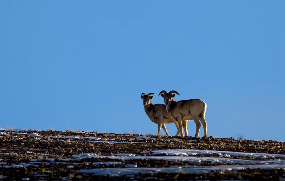 盤羊。金阿次仁攝