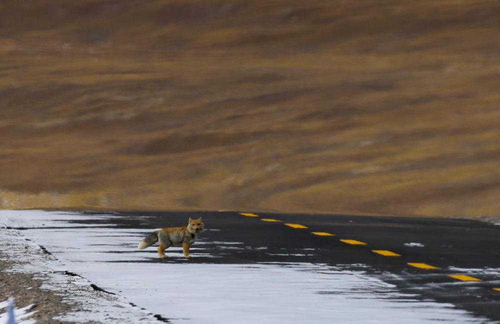 藏狐。金阿次仁攝