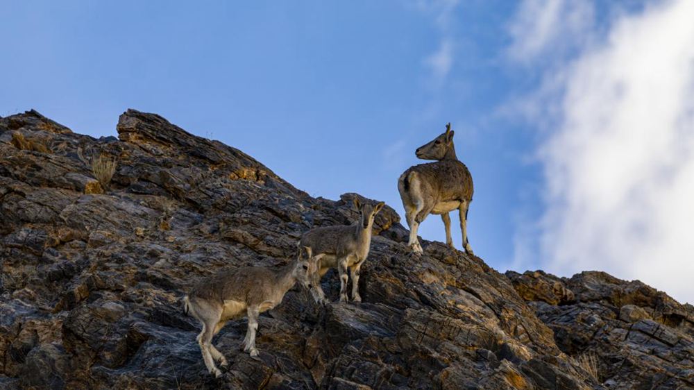 巖羊。金阿次仁攝