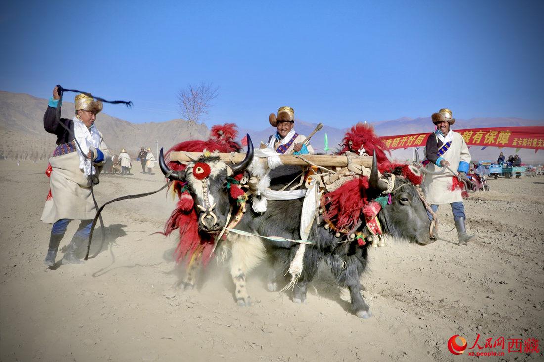 在過去漫長的歲月里，牦牛是農(nóng)耕的主力，“二牛抬杠”代表了一個(gè)時(shí)代。人民網(wǎng) 次仁羅布攝