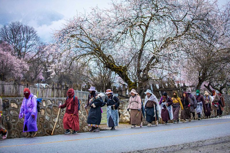 下雨了，漫步在桃花下的村民。張靜攝