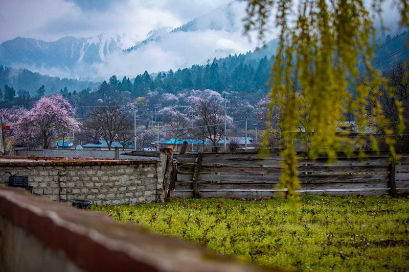 桃花深處的村莊。張靜攝