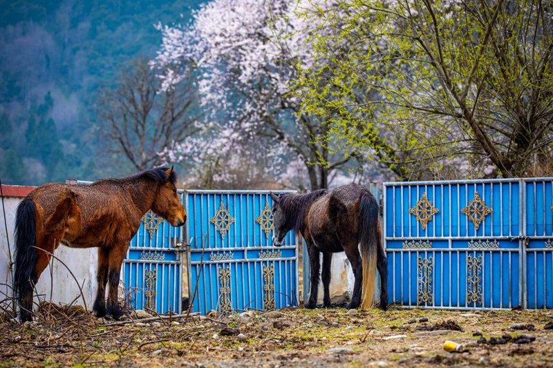 桃花下村莊。張靜攝