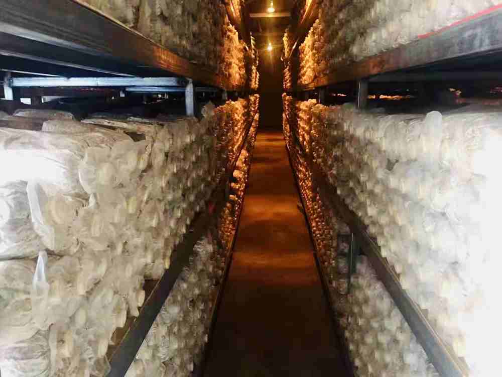 菌棒培育。索扎攝