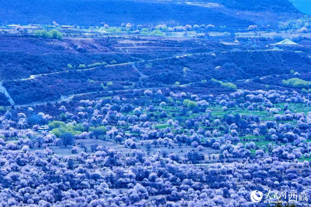 遠(yuǎn)眺“桃花村”。人民網(wǎng) 李海霞攝