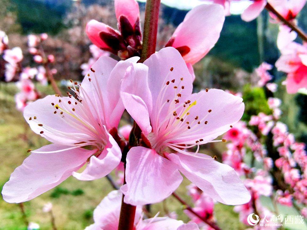 林芝桃花開。人民網(wǎng) 李海霞攝