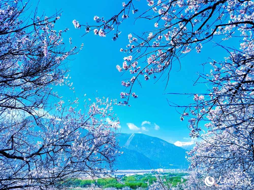桃花在藍(lán)天白云的映襯下分外好看。人民網(wǎng) 李海霞攝
