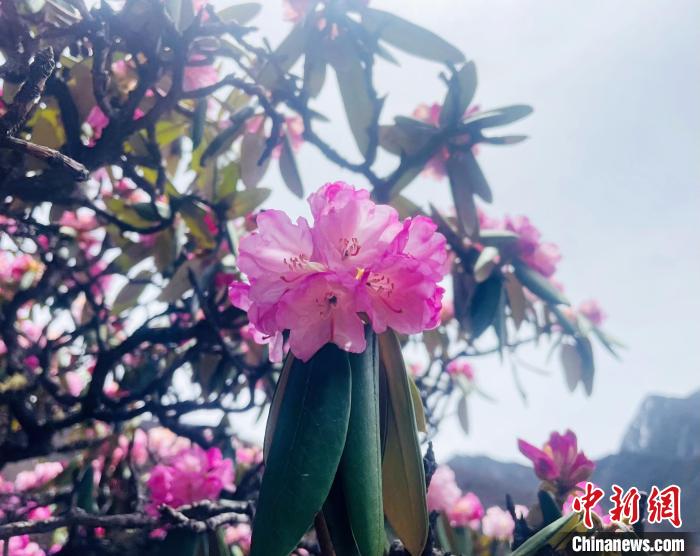 近日，西藏自治區(qū)山南市加查縣索囊溝的杜鵑花競(jìng)相綻放?！∪轿木?攝