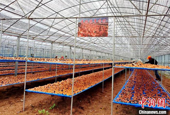 圖為紅太陽科技示范家庭農(nóng)場采收的靈芝?！∑酱胪喙﹫D