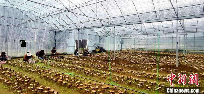 圖為紅太陽科技示范家庭農(nóng)場組織民眾采收靈芝?！∑酱胪喙﹫D